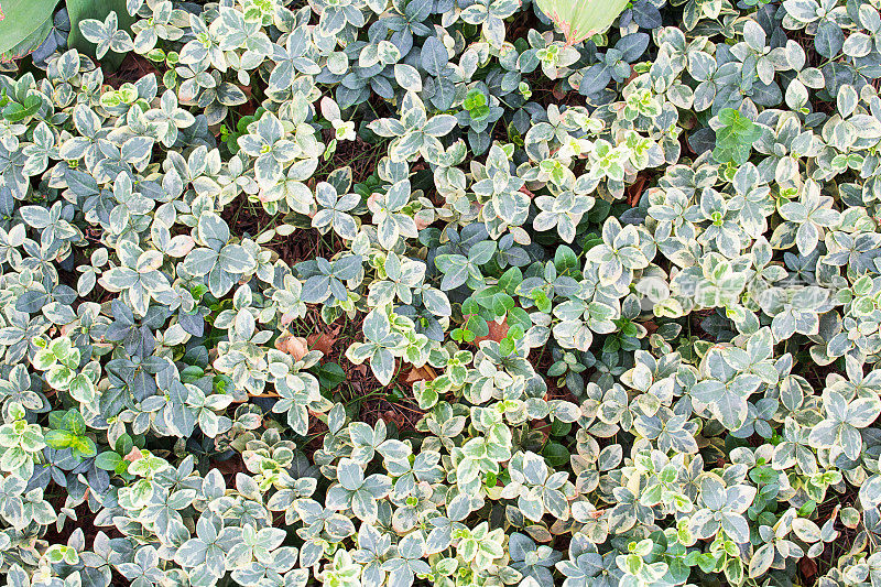 绿黄叶的观赏草——绿羽叶矛(Euonymus fortunei Emerald)俯视图。背景是春、夏、秋的自然